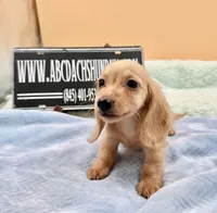 AKC S.African, a male Miniature Dachshund for sale in Oneonta, NY – 2 of 10