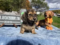 Uk import cream, a male Miniature Dachshund for sale in Oneonta, NY – 4 of 8