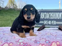 Russian sale, a male Miniature Dachshund for sale in Oneonta, NY – 6 of 10