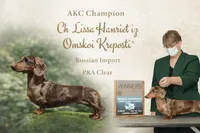 Russian sale, a male Miniature Dachshund for sale in Oneonta, NY – 9 of 10