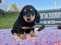 Russian sale, a male Miniature Dachshund for sale in Oneonta, NY – 7 of 10