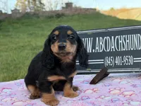 Russian sale, a male Miniature Dachshund for sale in Oneonta, NY – 3 of 10