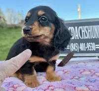 Russian sale, a male Miniature Dachshund for sale in Oneonta, NY – 5 of 10