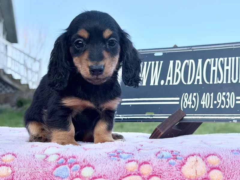 Russian sale – Miniature Dachshund puppy for sale in Oneonta, NY