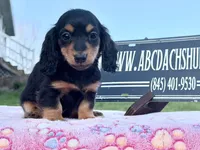 Russian sale, a male Miniature Dachshund for sale in Oneonta, NY – 1 of 10