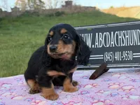 Russian sale, a male Miniature Dachshund for sale in Oneonta, NY – 2 of 10
