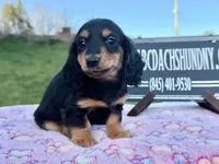Russian sale, a male Miniature Dachshund for sale in Oneonta, NY – 4 of 10