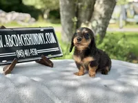 Russian AKC , a female Miniature Dachshund for sale in Oneonta, NY – 9 of 10