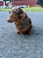 Full Russian pra Clear AKC Show, a male Miniature Dachshund for sale in Oneonta, NY – 6 of 7
