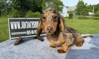 AKC Russian , a male Miniature Dachshund for sale in Oneonta, NY – 8 of 10