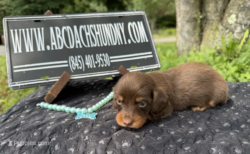 Champion bred Lh female russian – Miniature Dachshund puppy for sale in Oneonta, NY