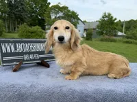 Cream  import, a male Miniature Dachshund for sale in Oneonta, NY – 7 of 9