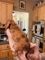 Russian smooth red dapple, a male Dachshund for sale in Oneonta, NY – 1 of 6