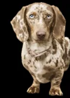 Blue eyes full Akc, a male Miniature Dachshund for sale in Oneonta, NY – Photo 1 of 2