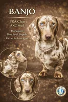 Blue eyes full Akc, a male Miniature Dachshund for sale in Oneonta, NY – Photo 2 of 2