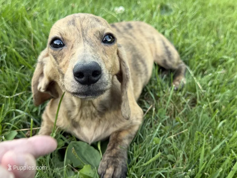 Cream Brindle AKC – Miniature Dachshund puppy for sale in Oneonta, NY