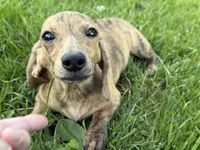 Cream Brindle AKC, a female Miniature Dachshund for sale in Oneonta, NY – 1 of 7