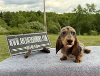AKC show boy- russian sale, a male Miniature Dachshund for sale in Oneonta, NY – 7 of 10