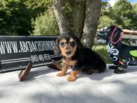 Russian, a female Miniature Dachshund for sale in Oneonta, NY – 8 of 8