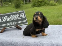Ch russian, a male Miniature Dachshund for sale in Oneonta, NY – 9 of 10