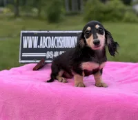 Russian sale, a female Miniature Dachshund for sale in Oneonta, NY – 1 of 10