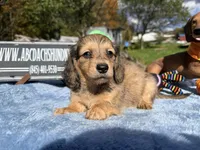Uk import dapple, a male Miniature Dachshund for sale in Oneonta, NY – 3 of 6