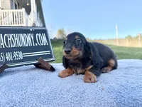 Russian AKC import Pra clear sale, a female Miniature Dachshund for sale in Oneonta, NY – 5 of 10
