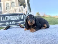 Russian AKC import Pra clear sale, a female Miniature Dachshund for sale in Oneonta, NY – 7 of 10