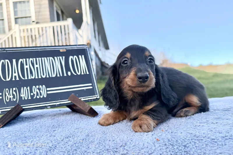 Russian AKC import Pra clear sale – Miniature Dachshund puppy for sale in Oneonta, NY
