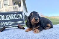 Russian AKC import Pra clear sale, a female Miniature Dachshund for sale in Oneonta, NY – 1 of 10