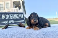 Russian AKC import Pra clear sale, a female Miniature Dachshund for sale in Oneonta, NY – 3 of 10