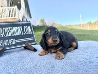 Russian AKC import Pra clear sale, a female Miniature Dachshund for sale in Oneonta, NY – 4 of 10