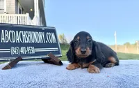 Russian AKC import Pra clear sale, a female Miniature Dachshund for sale in Oneonta, NY – 2 of 10
