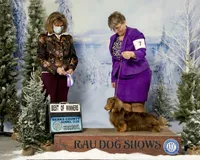 Russian AKC import Pra clear sale, a female Miniature Dachshund for sale in Oneonta, NY – 9 of 10