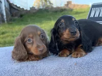 Russian AKC import Pra clear sale, a female Miniature Dachshund for sale in Oneonta, NY – 6 of 10