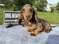 AKC Russian , a male Miniature Dachshund for sale in Oneonta, NY – 3 of 10