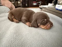 Champion bred AKC import smooth, a male Miniature Dachshund for sale in Oneonta, NY – 2 of 10
