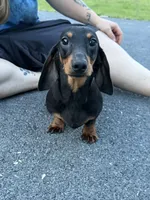 Biss Gold GCH sired, a male Miniature Dachshund for sale in Oneonta, NY – 5 of 6