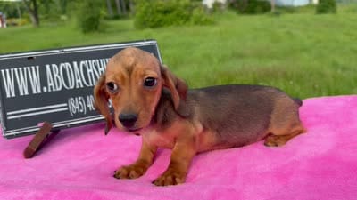 AKC IMPORT PRA Clear sale, a female Miniature Dachshund for sale in Oneonta, NY – 10 of 10