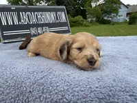 Dapple boy, a male Miniature Dachshund for sale in Oneonta, NY – 9 of 10