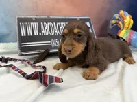 Full AKC Russian, a male Miniature Dachshund for sale in Oneonta, NY – Photo 1 of 5