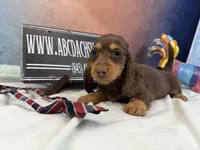 Full AKC Russian, a male Miniature Dachshund for sale in Oneonta, NY – Photo 4 of 5