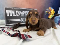 Full AKC Russian, a male Miniature Dachshund for sale in Oneonta, NY – Photo 2 of 5
