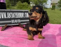 Russian sale, a female Miniature Dachshund for sale in Oneonta, NY – 5 of 10