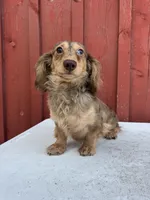 Choc cream Dapple AKC blue eye!!!, a male Miniature Dachshund for sale in Oneonta, NY – 5 of 10