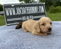 AKC S.African, a male Miniature Dachshund for sale in Oneonta, NY – 3 of 10