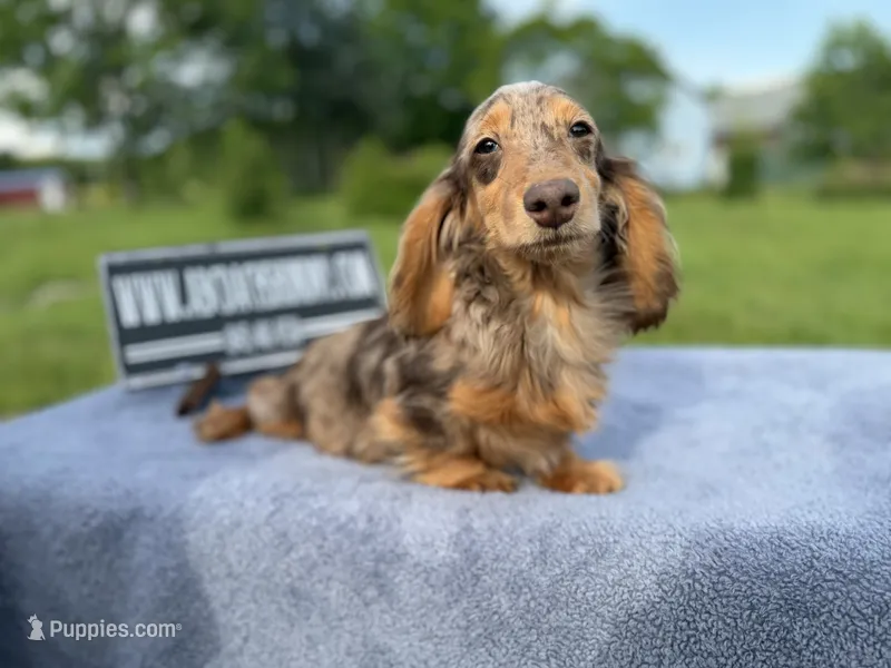 Pork chops AKC show boy  – Miniature Dachshund puppy for sale in Oneonta, NY