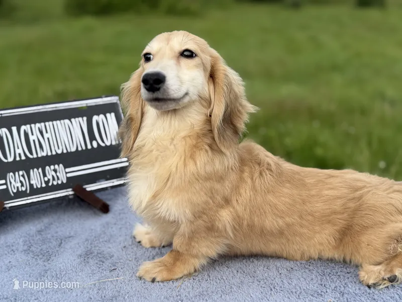Cream  import – Miniature Dachshund puppy for sale in Oneonta, NY