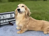 Cream  import, a male Miniature Dachshund for sale in Oneonta, NY – 1 of 9