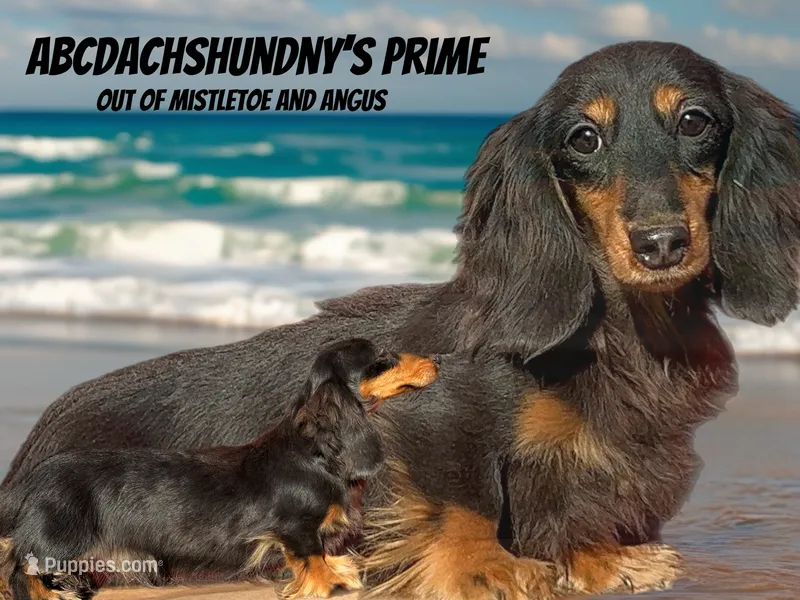 Prime- house broken – Miniature Dachshund puppy for sale in Oneonta, NY